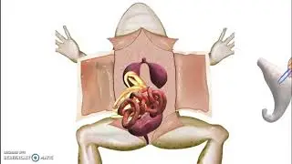 Virtual Frog Dissection