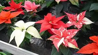 Pentland Plants Looking Good Video 25th November 2021