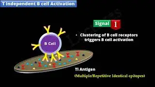 B cell Activation and Differentiation PART 1  T Independent Activation FL Immuno 48