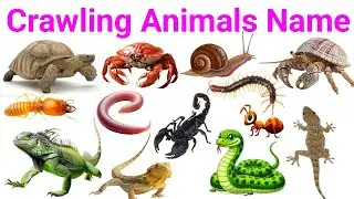 Crawling Animals Name for Kids | Learn Reptiles & Insects in English with Pictures & Sounds |