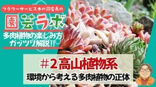 多肉植物ガッツリ解説！♯２高山植物系多肉植物編