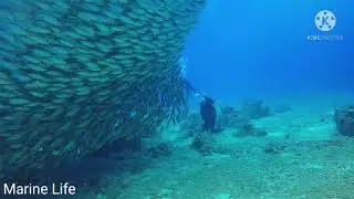 Marine Life/#kawan ng isda
