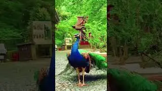 Beautiful Peacock ||Tv2 News ||Tv2 live ||Tv2 Shorts