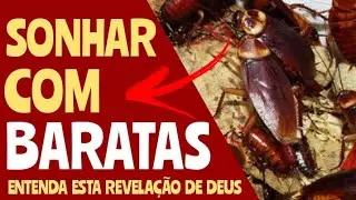 SONHAR COM BARATAS | ENTENDA A REVELA&Ccedil;&Atilde;O DE DEUS