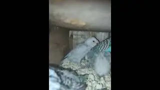 budiges parrot🦜breeding progress full video🤯👍🏻#birds#lovebirds #breeding#trending#viral #viralvideo