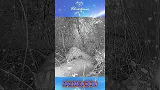 Joyeux No&euml;l #genette #cam&eacute;radechasse #commongenet  #wildlife #animaux