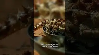 El animal que bebe agua por la piel 😱