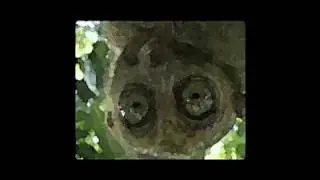 Crazy Animal Eyes