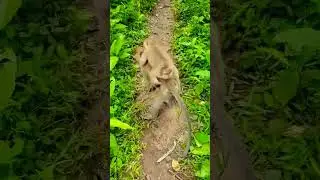 Lovely little monkey Seba #short