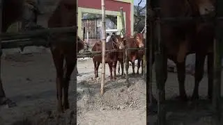 Most popular cow video in the world || cow videos || COW TUBE BD #98