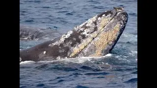 Giant pod of grey whales off Long Beach for Harbor Breeze Cruises