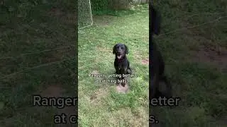 Catch-Loving Rescue Dog #mixedbreed #rescuedog #dogsplayingcatch #DogTraining