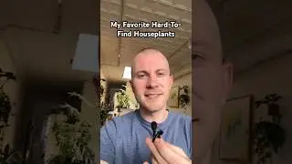 Which is your favorite hard-to-find houseplant? 😍🪴 #plants #rareplants #houseplants #shorts