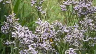 sea lavender