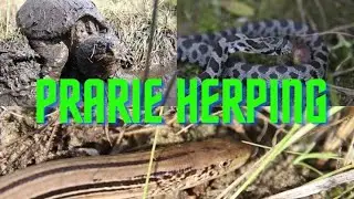 Fall prarie herping (glass lizard, fox snake and more)