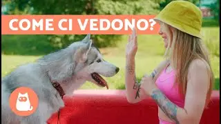 COME VEDONO I CANI GLI UMANI? 🐶🧍🏻‍♀️ Ci vedono come i loro genitori?