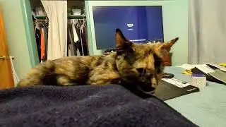 Kittens Grow Up So Fast. Part 4: Tiny Monarch Naps on Me