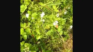 LINCOLNSHIRE WILDLIFE TRUST  FAR LINGS AND MESSINGHAM SANDS .wmv