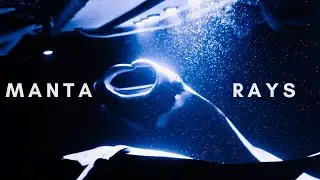 MANTA RAY NIGHT SNORKEL / Incredible Underwater Photography! / Kona Hawaii Life