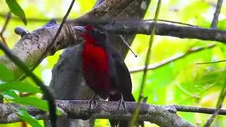Red-Throated Laughingthrush Calls | Melodious Bird Laughter & Social Songs