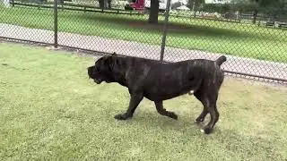 CANE CORSO TAKES OVER SOCCER FIELD… ⚽️😳
