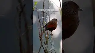 #sikkimdiaries #birds #sunbird_homestay
