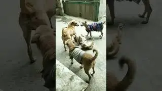 Dogs dospeak, but only tothose who low howto listen❤️#youtubeshorts #shorts #short #viral #trending