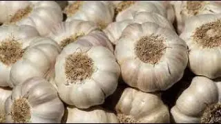 Health Benefits of Raw Garlic ] RAW GARLIC amazing benefits