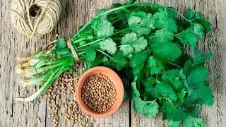 6 Dangerous Side Effects Of Cilantro You Need To Know!
