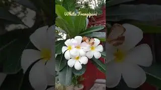 #kalachuchi White Frangipani (Plumeria Obtusa) #frangipani #plumeria #flowers #nature #plants #