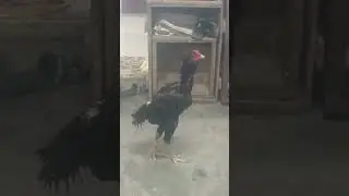 Yakudh Galwa 2x