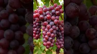 How Grape Juice Is Made in a Factory 🍇 | Satisfying Process