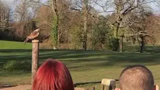 Trained red kite in Newent Centre for Birds of Prey