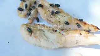 Peru's Arboreal Architects: Weaver Ants and Their Nests #animal2024 #wildlife