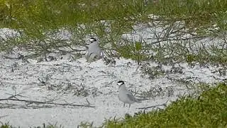 Least Tern Chick Raftling Mom Outback Key May 23 2020