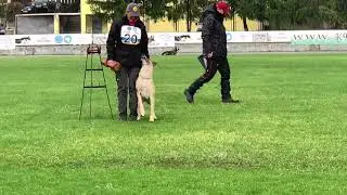 Ukrainian Championship IGP3 2020. Uma iz Gratsiano Obedience - 93 points.