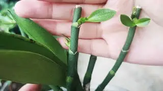 蝴蝶兰花梗繁殖，把这些要点做好了，15天就能冒芽