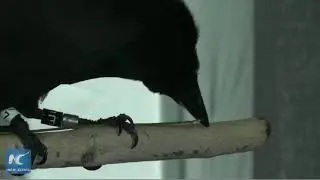 Amazing: Crows craft special 