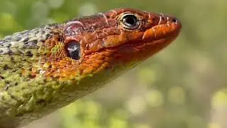 Psammodromus algirus (masc.).    /. Lagartija colilarga macho.  / algerian sand racer lizard (male)