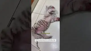 White tiger pet #whitetiger #wildliferescue #tiger #rescue #shorts #lovestory #heartwarmingstory