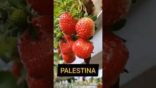 Ini Stroberi di Jalur Gaza, Lezat Masya Allah