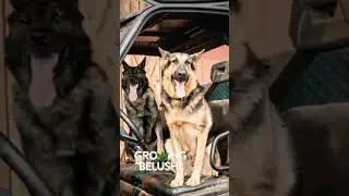 🚜 Belushi's Farm: Cultivating Community, Craft, and Cannabis #cbd #ytshorts #thc #growingbelushi