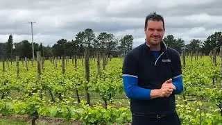Ross Hill Wines Luke Steele and the upcoming vintage season