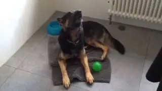 Blade, der heulende Hund