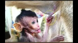 Ah! Lori hungry so much, It looks so pity for Lori, Why Lori do like this on mom?