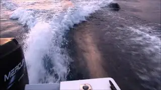 Killer Whales Chase our Boat near San Diego Bay || ViralHog