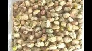 Pistachio Nut Butter Grinding Machine From Cara@machinehall.com