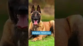5 Most Protective Dog Breeds