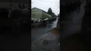 Transumanza delle mucche podoliche dell azienda Lamanna castelsilano