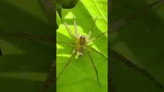 Spider&rsquo;s life #shorts #spider #tropical #sinakh #animals #pets #birds #fish #wildlife #4k #insects